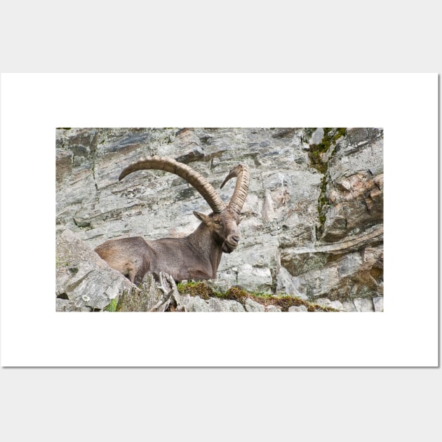 Large Male Ibex Wall Art by jaydee1400